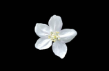 鲜花xiān huā的拼音，结婚送啥鲜花最好？